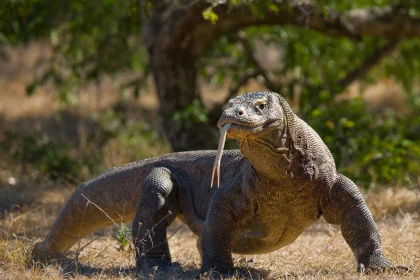 About Komodo National Park